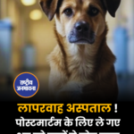 लापरवाह अस्पताल ! पोस्टमार्टम के लिए ले गए शव को कुत्तों ने नोच डाला