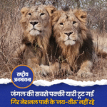 गुजरात के गिर फॉरेस्ट में मशहूर शेर 'जय-वीरू' की जोड़ी अब नहीं रही, दोनों की अलग-अलग हमलों में मौत हो गई ◆ जूनागढ़ के वनतारा में इलाज के बावजूद चोटों से उबर नहीं सके, पूरे गिर में शोक का माहौल है ◆ दोनों ने 15 साल राज किया, 28-30 शावकों के पिता थे #LionBrothers | Gir Forest | #Gujrat