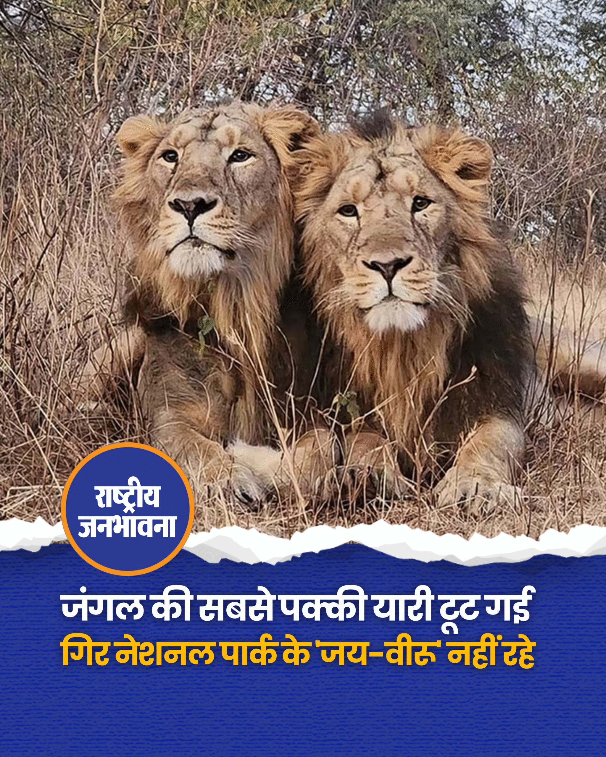 गुजरात के गिर फॉरेस्ट में मशहूर शेर 'जय-वीरू' की जोड़ी अब नहीं रही, दोनों की अलग-अलग हमलों में मौत हो गई ◆ जूनागढ़ के वनतारा में इलाज के बावजूद चोटों से उबर नहीं सके, पूरे गिर में शोक का माहौल है ◆ दोनों ने 15 साल राज किया, 28-30 शावकों के पिता थे #LionBrothers | Gir Forest | #Gujrat