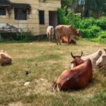 भोपाल - अवैध डेयरी से गोकशी का बवाल