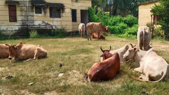 भोपाल - अवैध डेयरी से गोकशी का बवाल