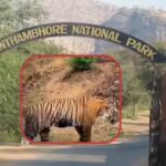 राजस्थान: रणथंभौर में सफारी के दौरान मोबाइल बैन