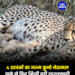4 शावकों का जन्म कूनो नेशनल पार्क से फिर मिली बड़ी खुशखबरी