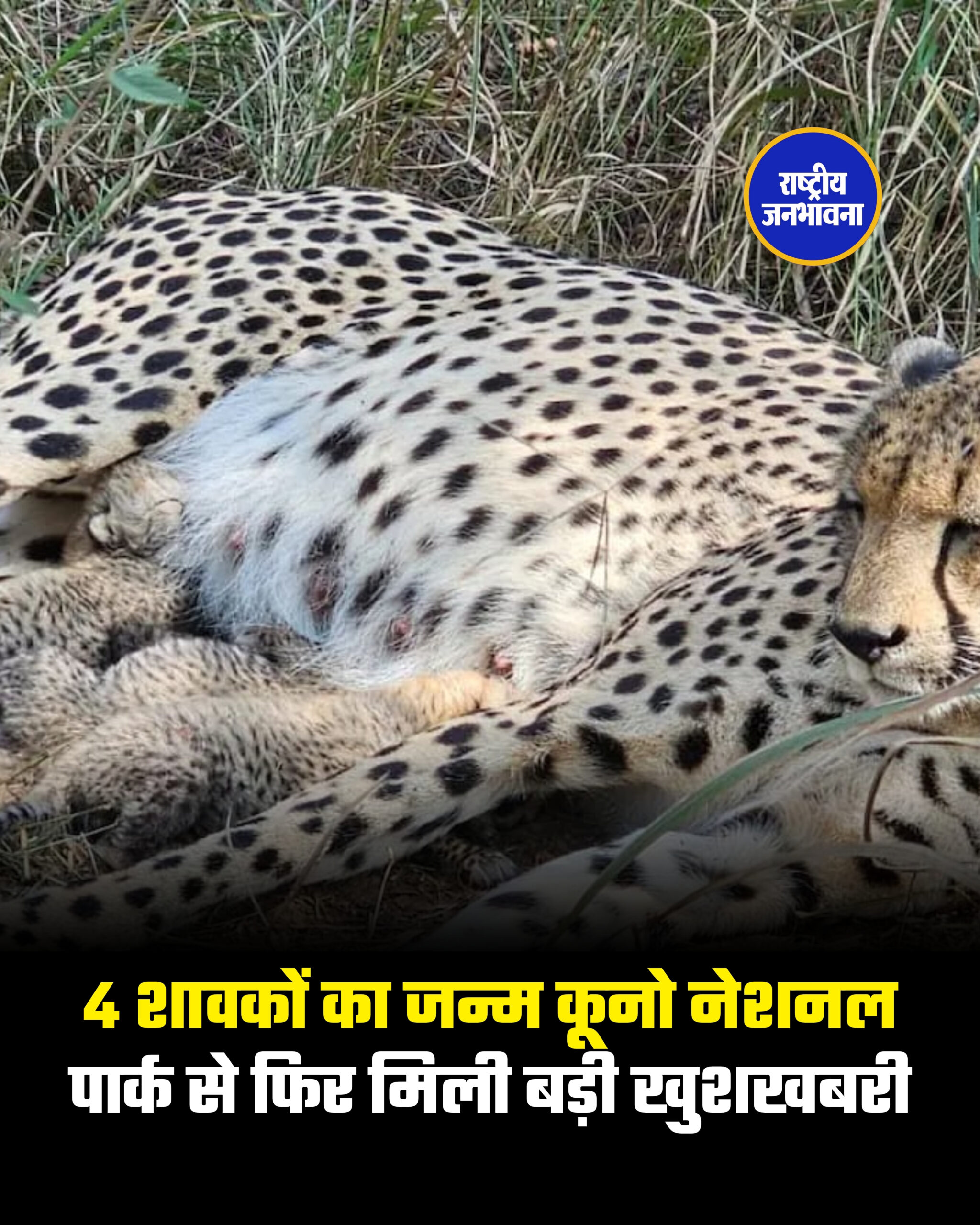 4 शावकों का जन्म कूनो नेशनल पार्क से फिर मिली बड़ी खुशखबरी