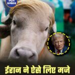बांग्लादेश का एक भैंसा सोशल मीडिया पर काफी चर्चा में है लोग उसकी तुलना अमेरिका के राष्ट्रपति डोनाल्ड ट्रंप के लुक से कर रहे हैं