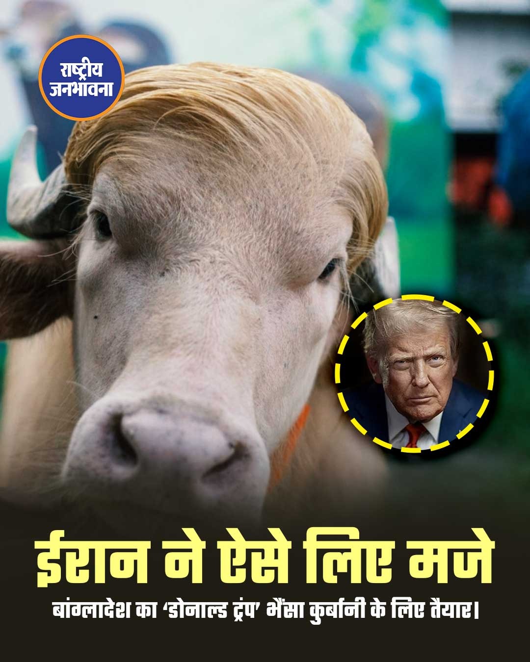बांग्लादेश का एक भैंसा सोशल मीडिया पर काफी चर्चा में है लोग उसकी तुलना अमेरिका के राष्ट्रपति डोनाल्ड ट्रंप के लुक से कर रहे हैं