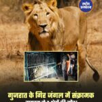 गुजरात के गिर जंगल में संक्रामक वायरस से 7 शेरों की मौत।
