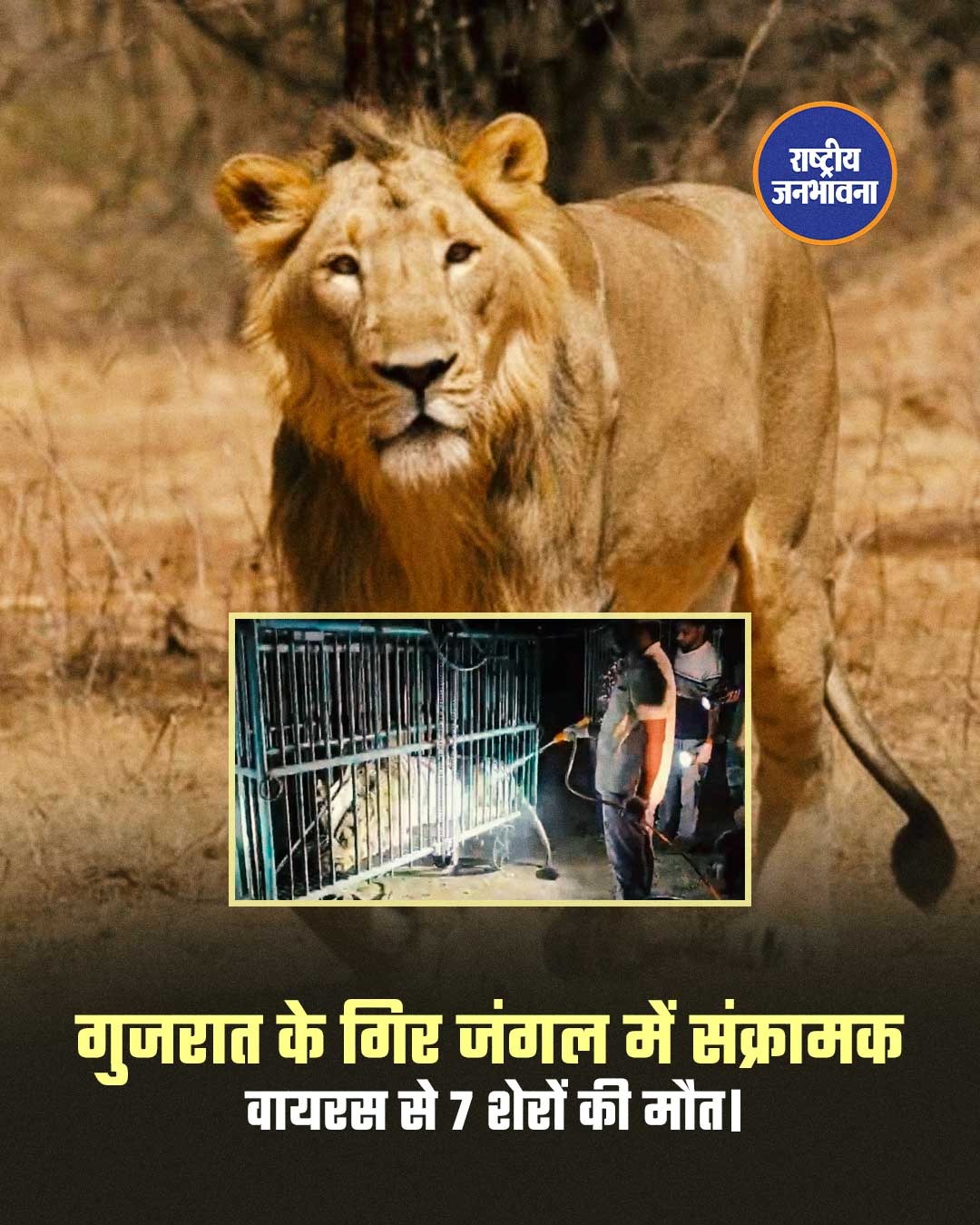 गुजरात के गिर जंगल में संक्रामक वायरस से 7 शेरों की मौत।