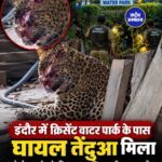 इंदौर में घर के पास घायल तेंदुआ दिखने से दहशत, वन विभाग की तलाश जारी