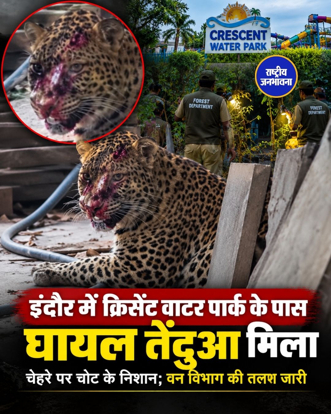 इंदौर में घर के पास घायल तेंदुआ दिखने से दहशत, वन विभाग की तलाश जारी