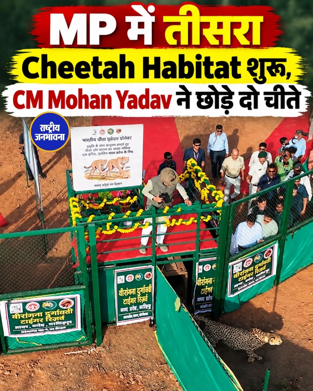 MP में तीसरा Cheetah Habitat शुरू, CM Mohan Yadav ने छोड़े दो चीते