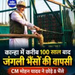 मध्य प्रदेश के कान्हा टाइगर रिजर्व में 100 साल बाद जंगली भैंसों की वापसी की तैयारी