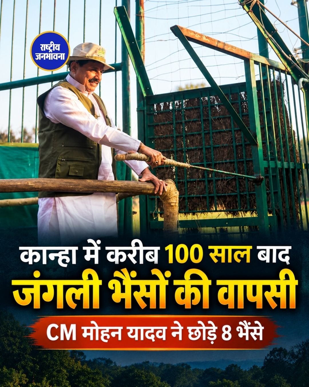 मध्य प्रदेश के कान्हा टाइगर रिजर्व में 100 साल बाद जंगली भैंसों की वापसी की तैयारी